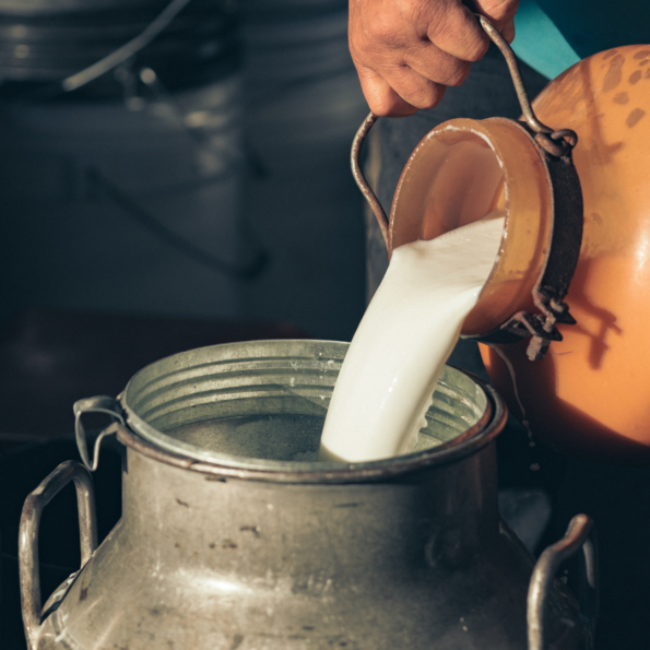 Gir-cow-Milk-595x595