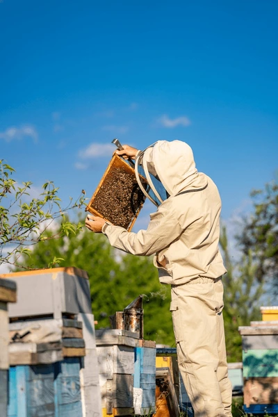 man-bee-suit-holding-beehive-600nw-2346221291